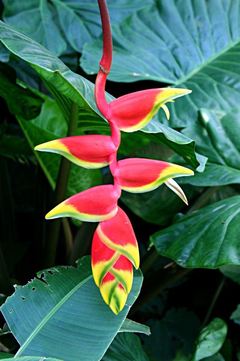 Heliconia rostrata