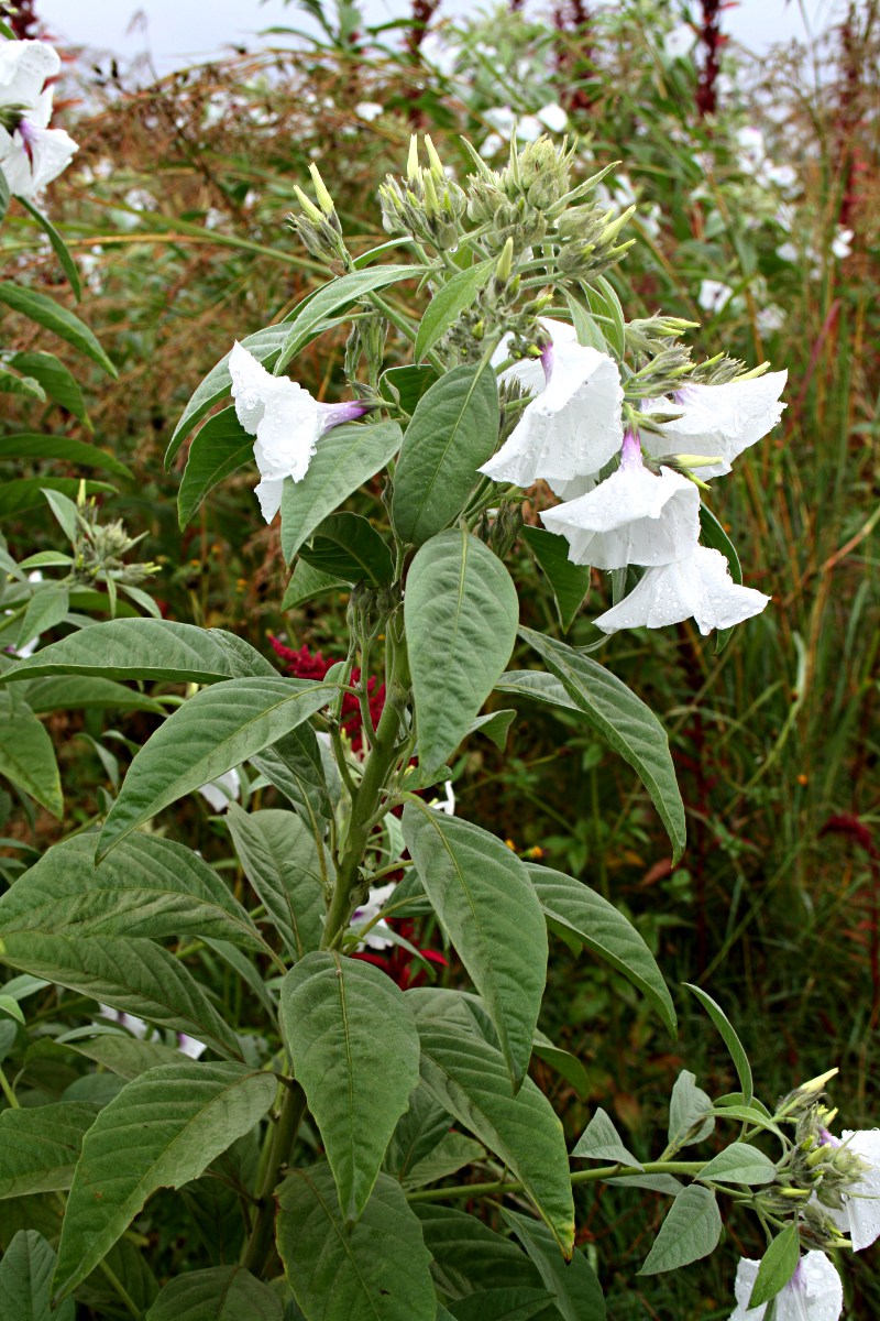 Astripomoea hyoscyamoides Astripomoea hyoscyamoides