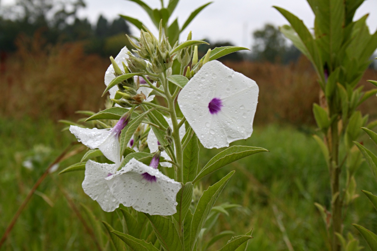 Astripomoea hyoscyamoides