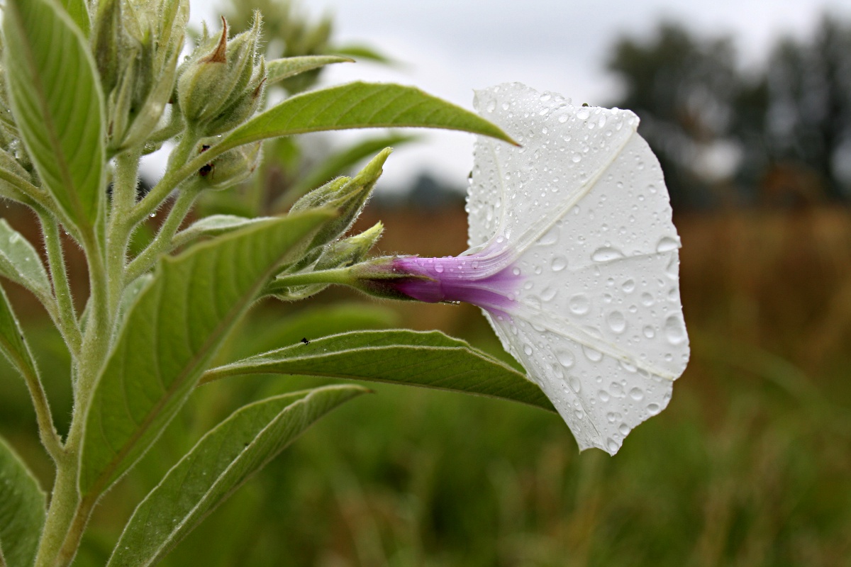 Astripomoea hyoscyamoides Astripomoea hyoscyamoides