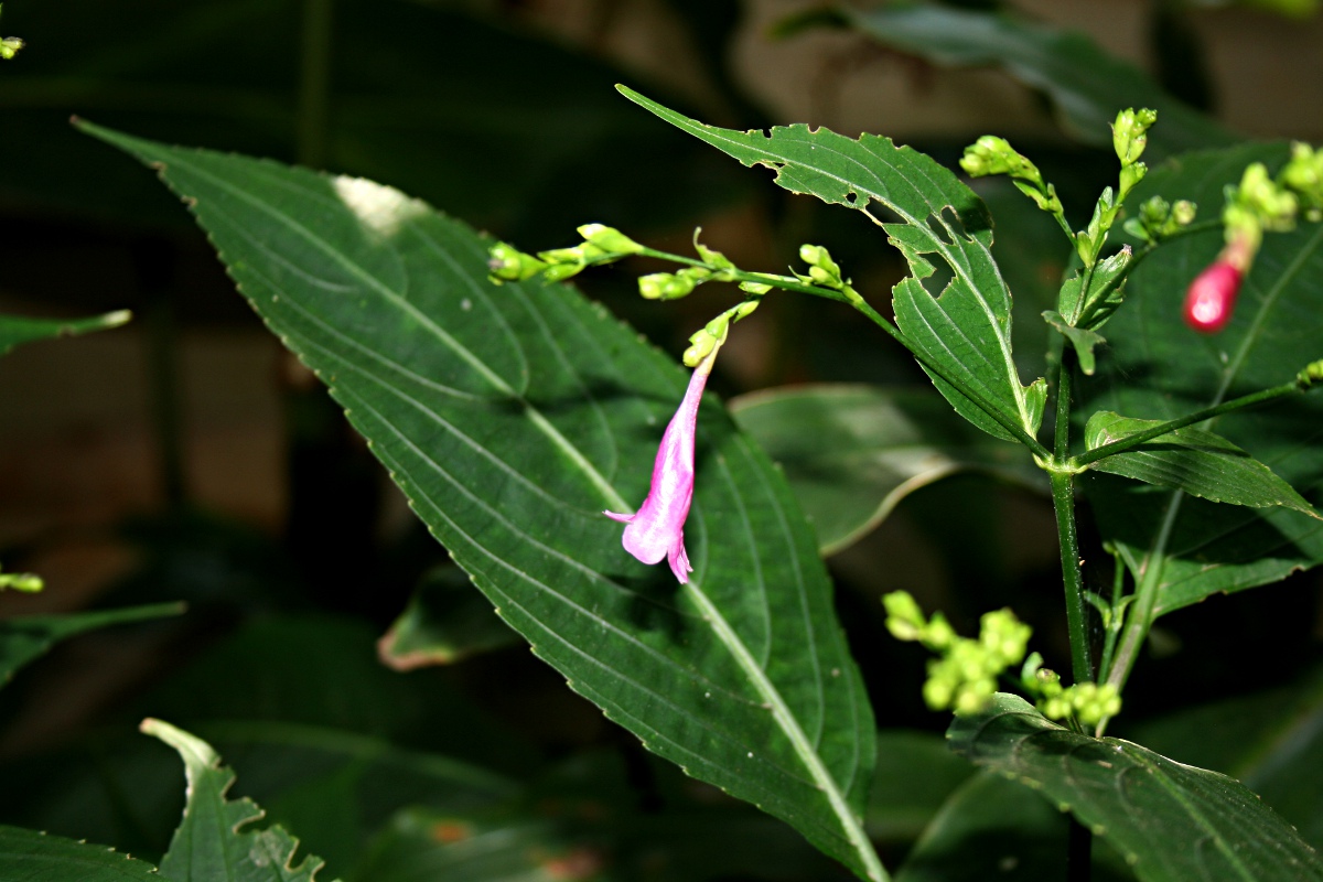 Strobilanthes hamiltoniana