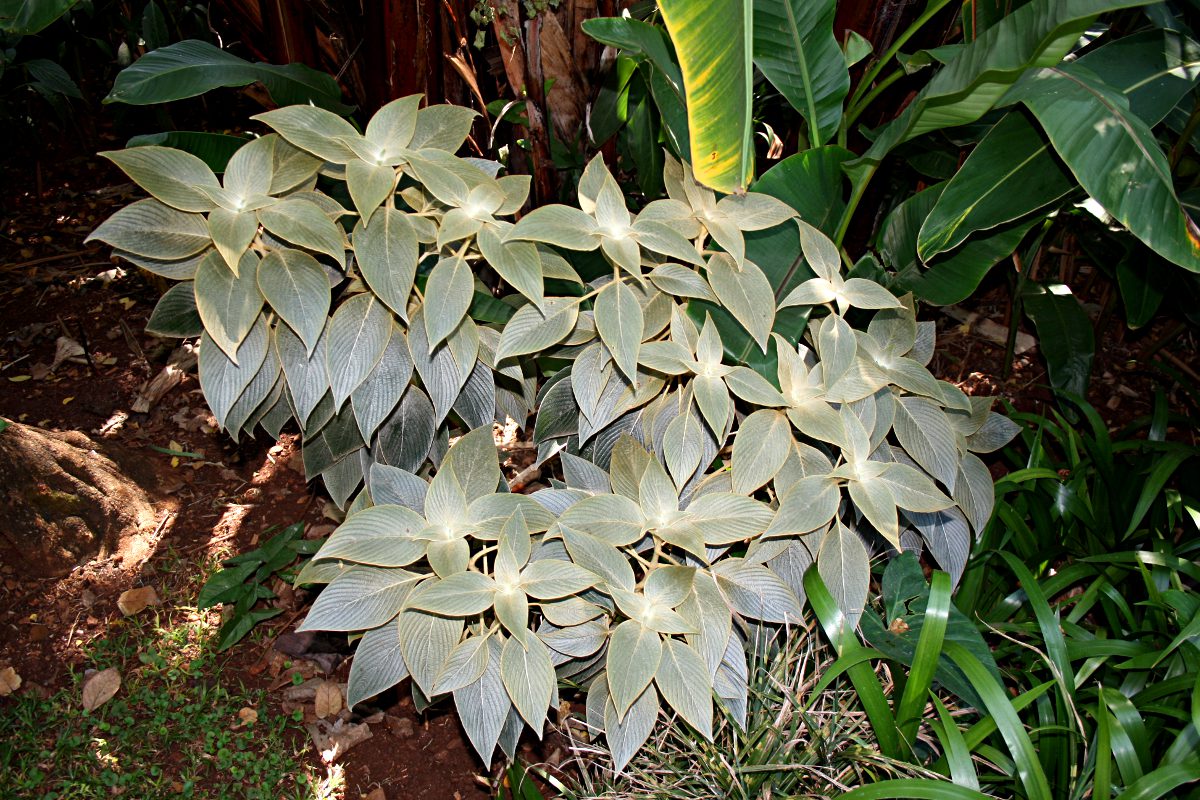 Strobilanthes gossypina