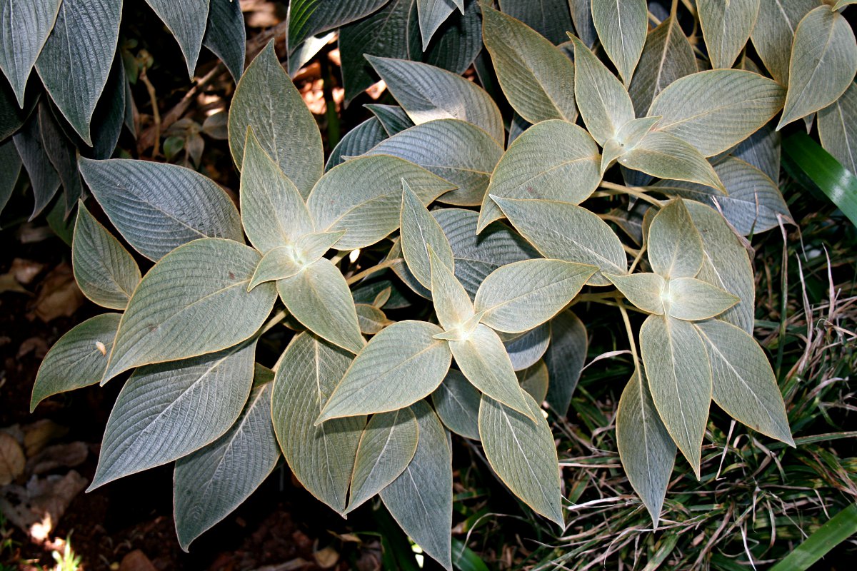 Strobilanthes gossypina