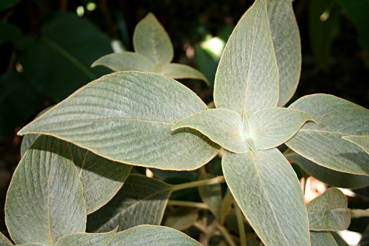 Strobilanthes gossypina