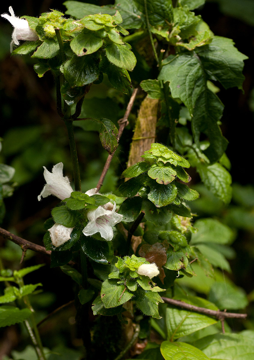 Acanthopale confertiflora