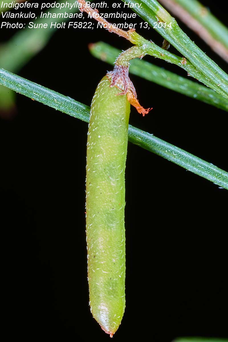 Indigofera podophylla
