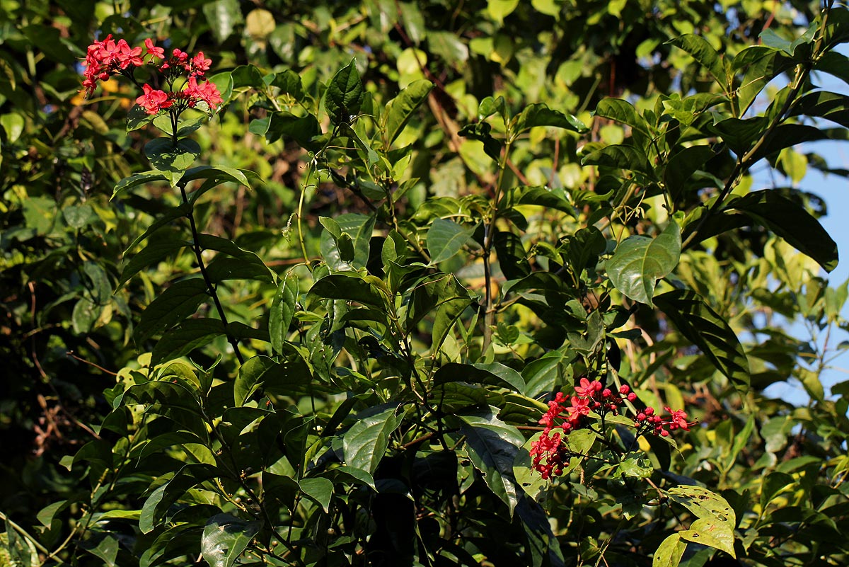 Clerodendrum splendens Clerodendrum splendens