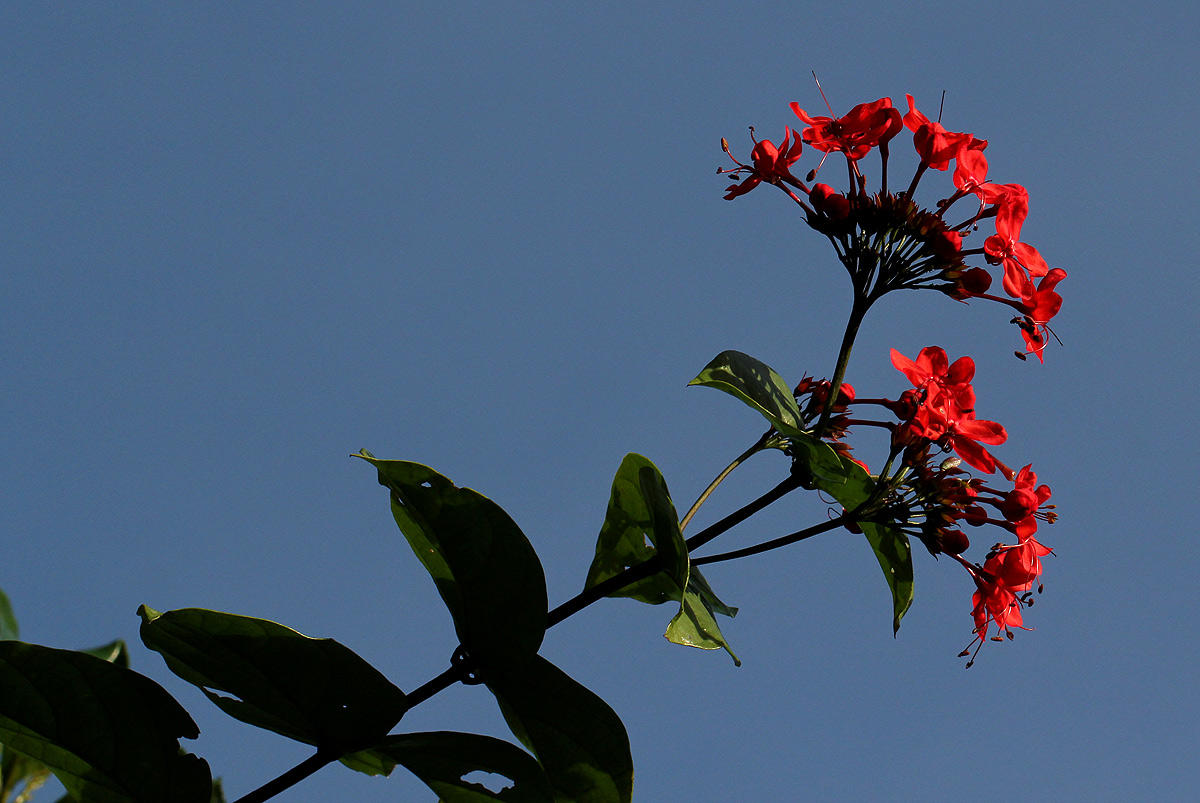 Clerodendrum splendens Clerodendrum splendens