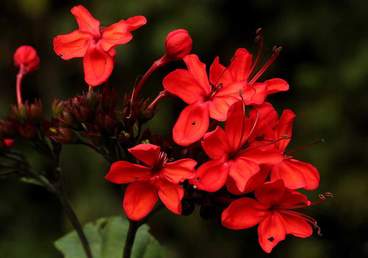 Clerodendrum splendens Clerodendrum splendens