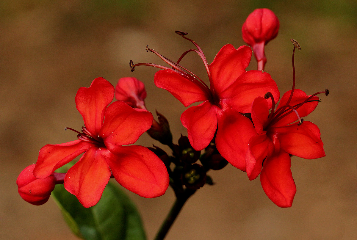 Clerodendrum splendens Clerodendrum splendens