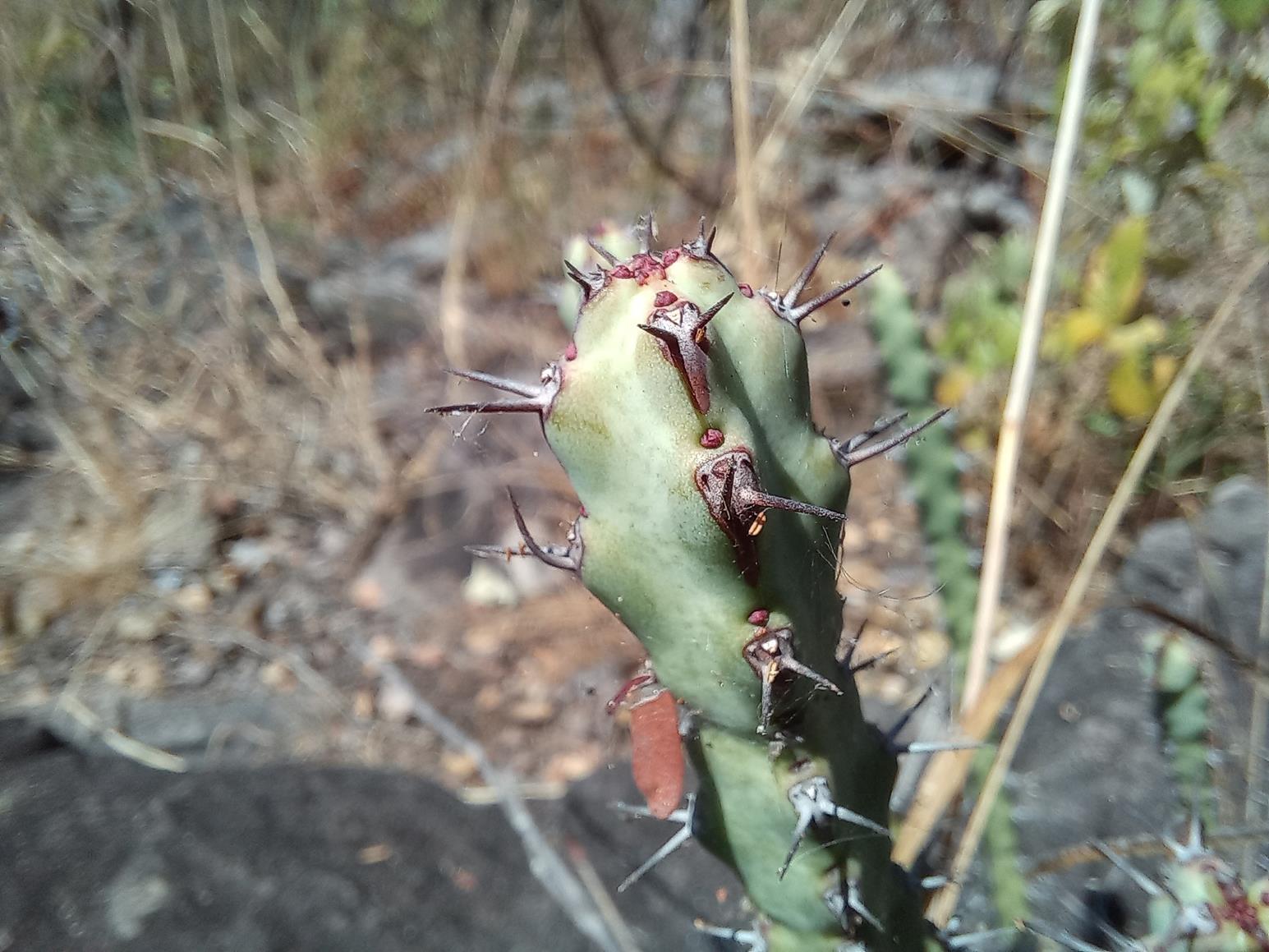 Euphorbia speciosa