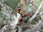 Euphorbia williamsonii