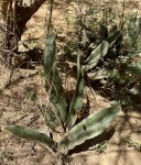 Sansevieria scimitariformis