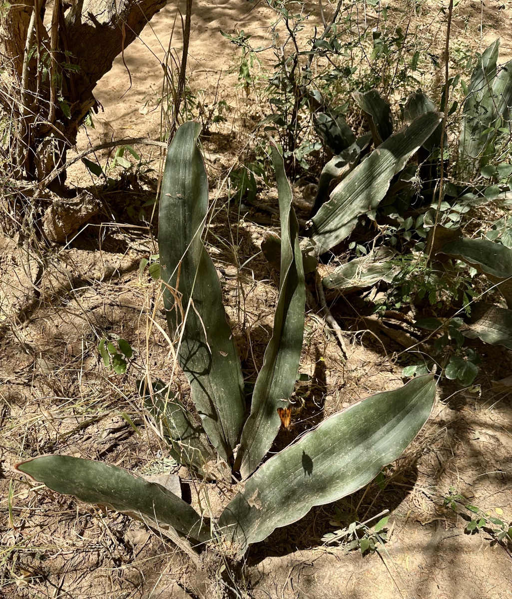 Sansevieria scimitariformis