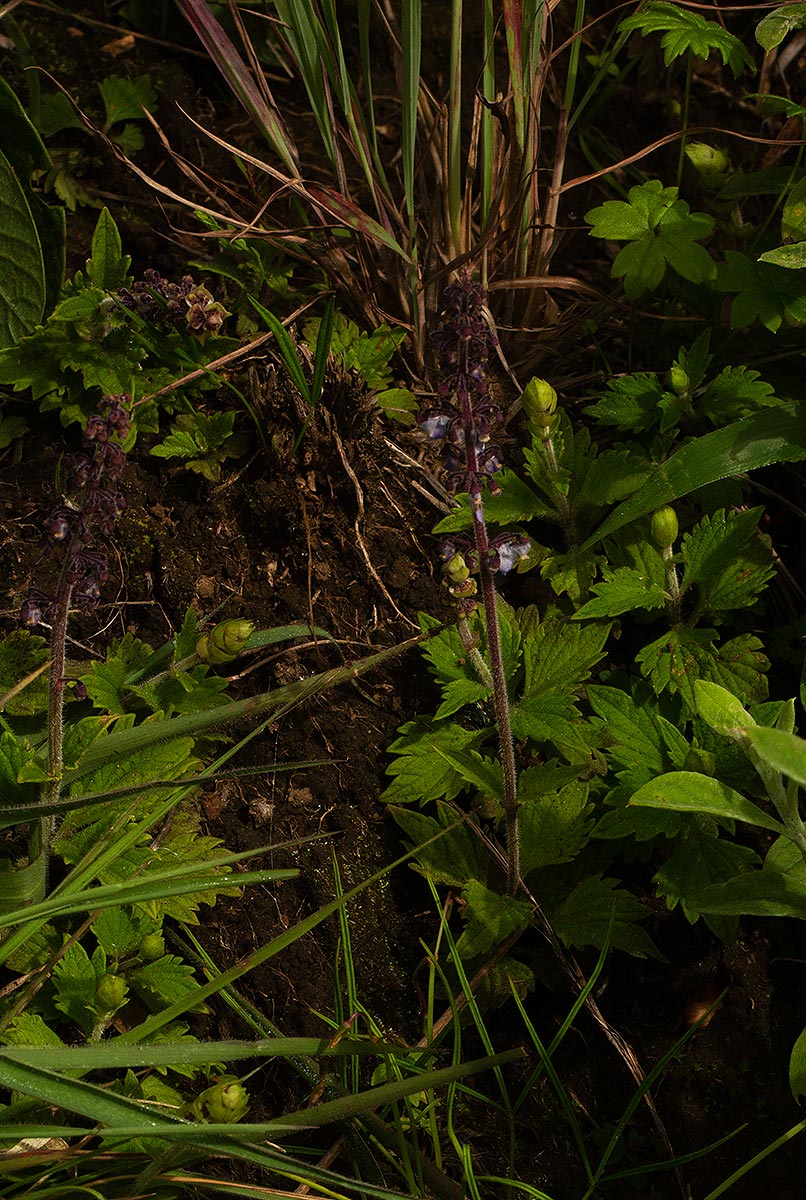 Coleus sigmoideus Coleus sigmoideus