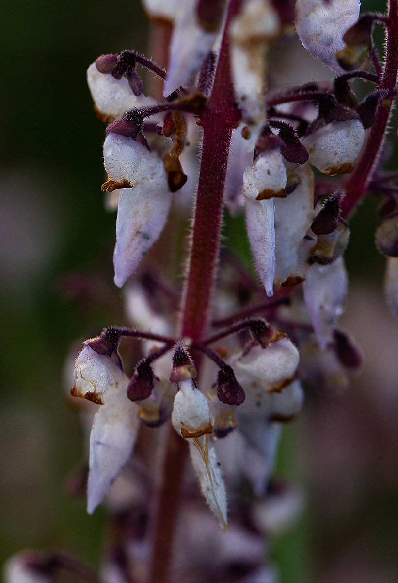 Coleus sigmoideus