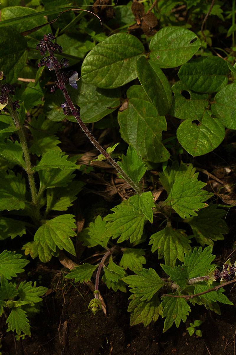 Coleus sigmoideus Coleus sigmoideus
