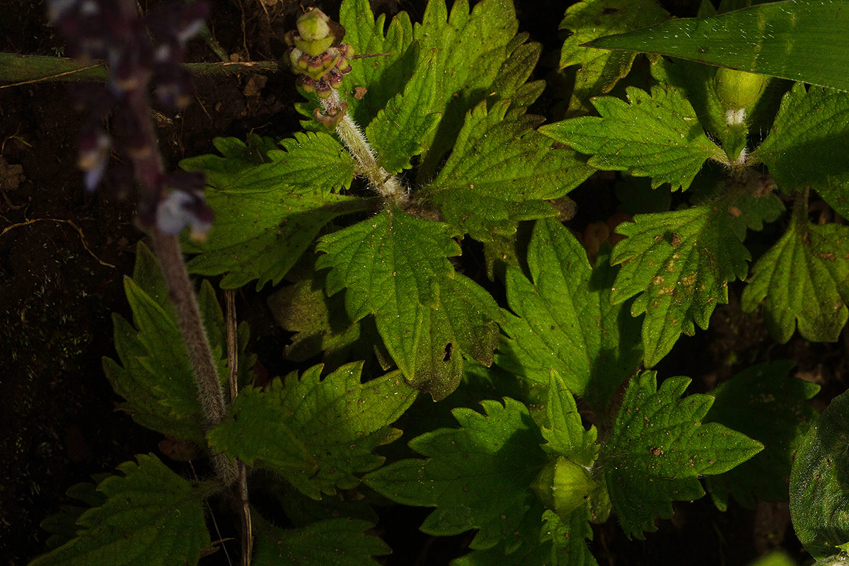 Coleus sigmoideus Coleus sigmoideus