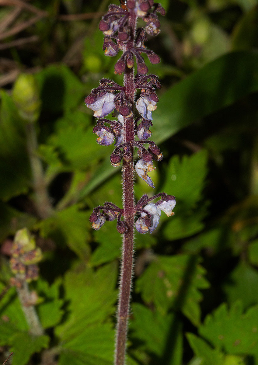 Coleus sigmoideus Coleus sigmoideus