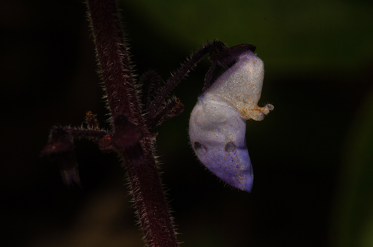 Coleus sigmoideus Coleus sigmoideus