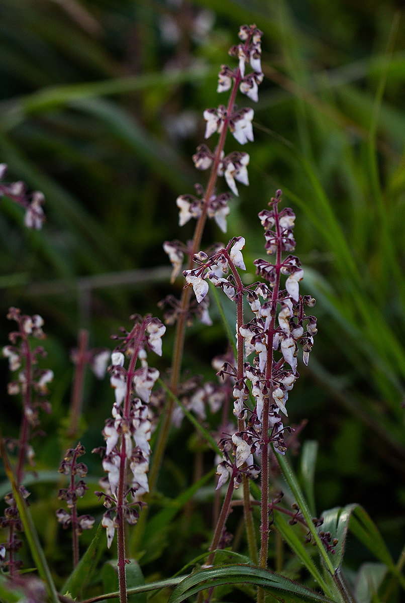 Coleus sigmoideus Coleus sigmoideus