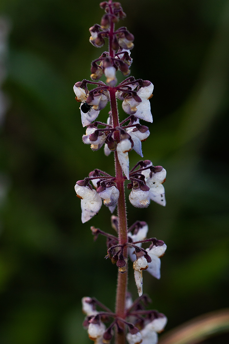 Coleus sigmoideus