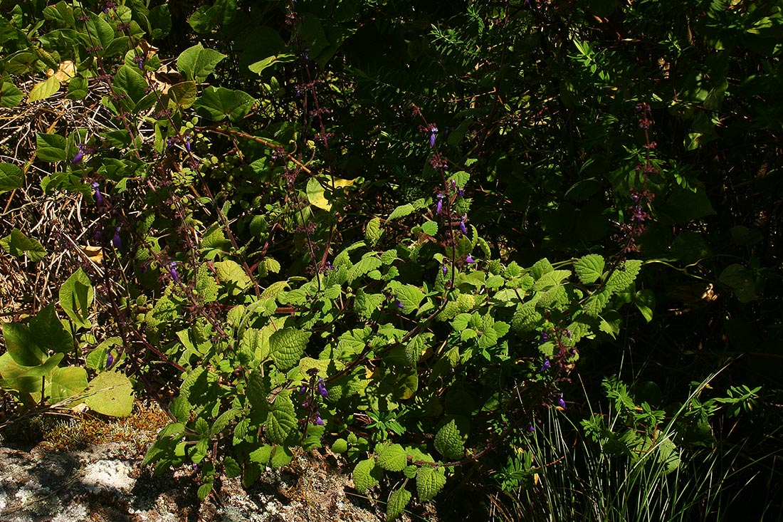 Plectranthus autranii
