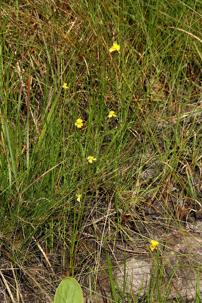 Xyris erubescens