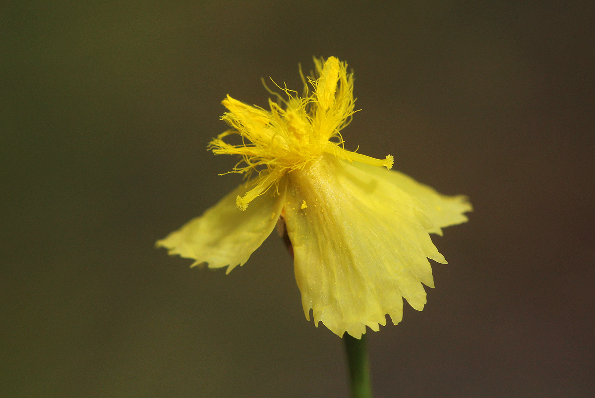 Xyris erubescens Xyris erubescens