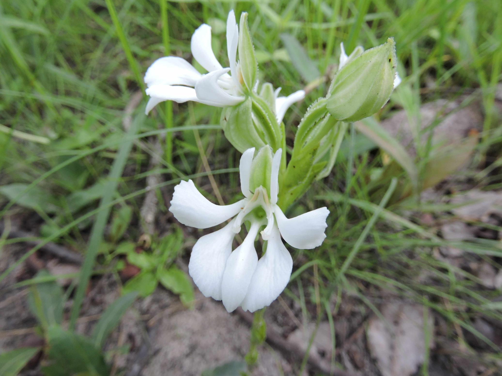 Habenaria perpulchra