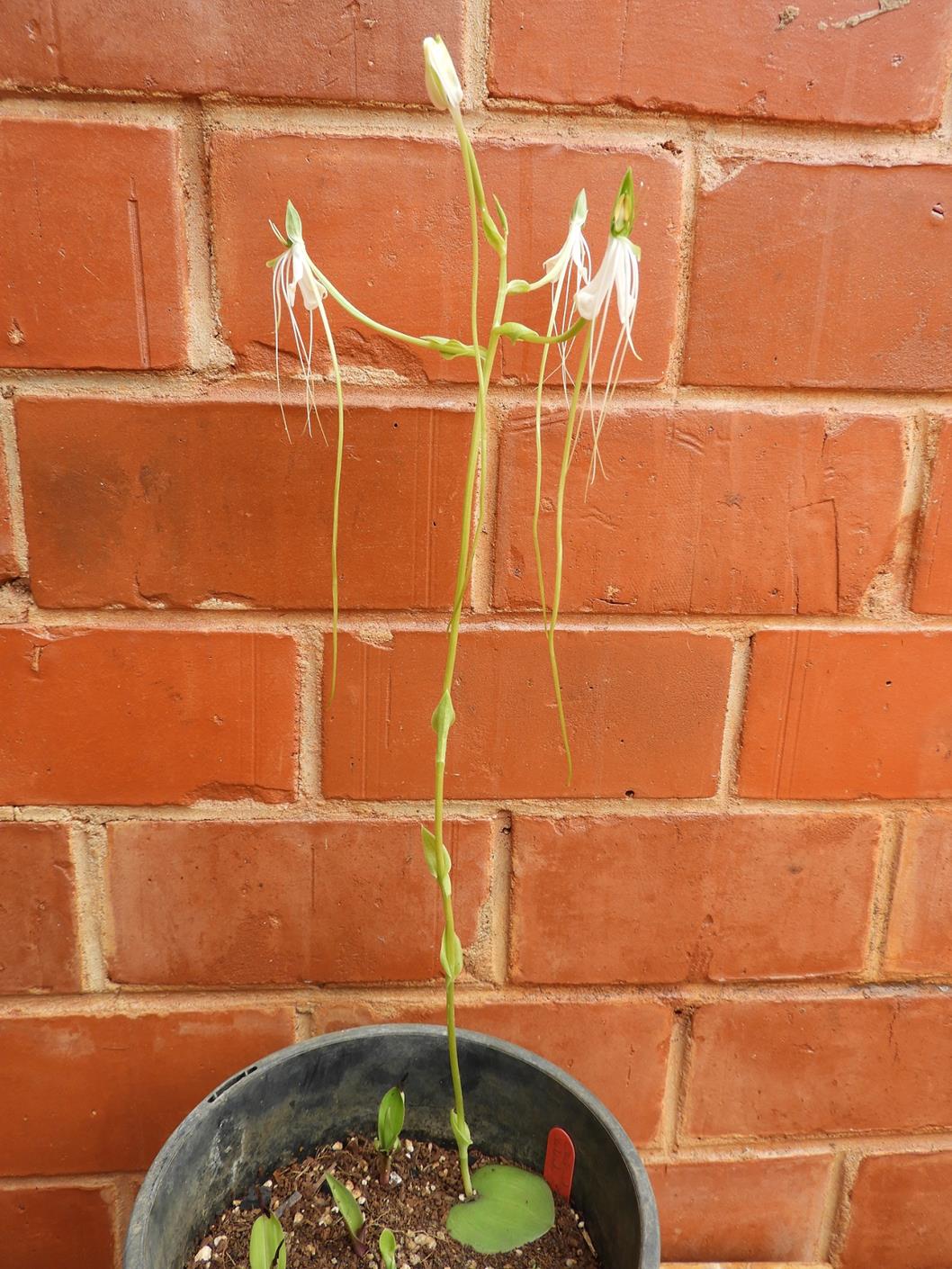 Habenaria rhopalostigma Habenaria rhopalostigma