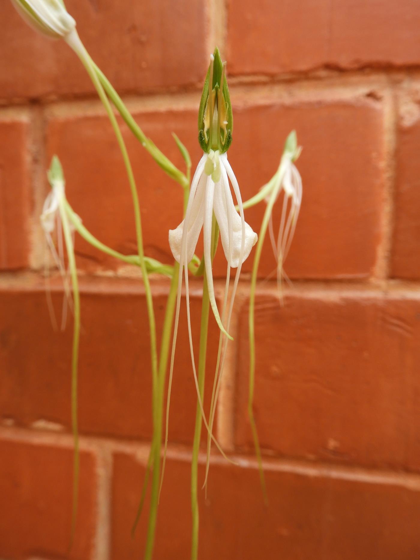 Habenaria rhopalostigma Habenaria rhopalostigma