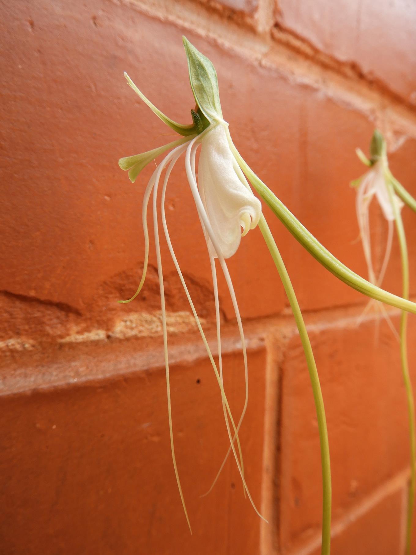 Habenaria rhopalostigma