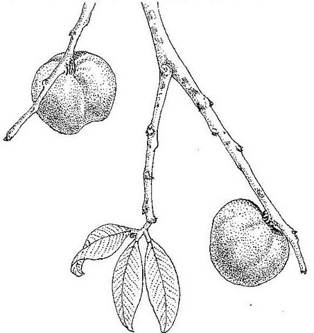 Chrysophyllum bangweolense