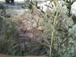 Phyllanthus microdendron var. asper