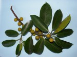 Ficus ardisioides subsp. camptoneura