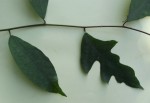 Ficus asperifolia