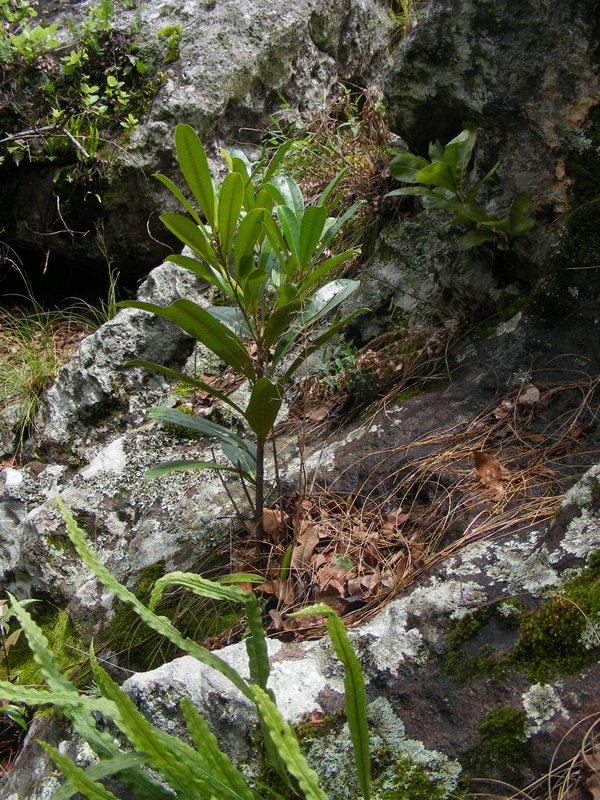 Ficus barteri