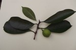 Ficus cyathistipula subsp. cyathistipula