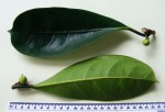 Ficus cyathistipula subsp. cyathistipula
