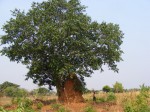 Ficus dicranostyla