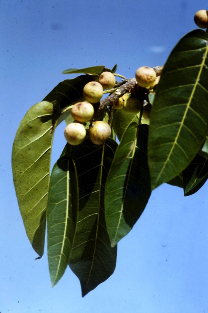 Ficus dicranostyla