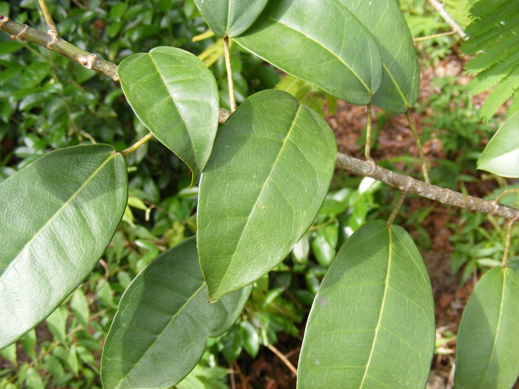 Ficus ottoniifolia subsp. macrosyce