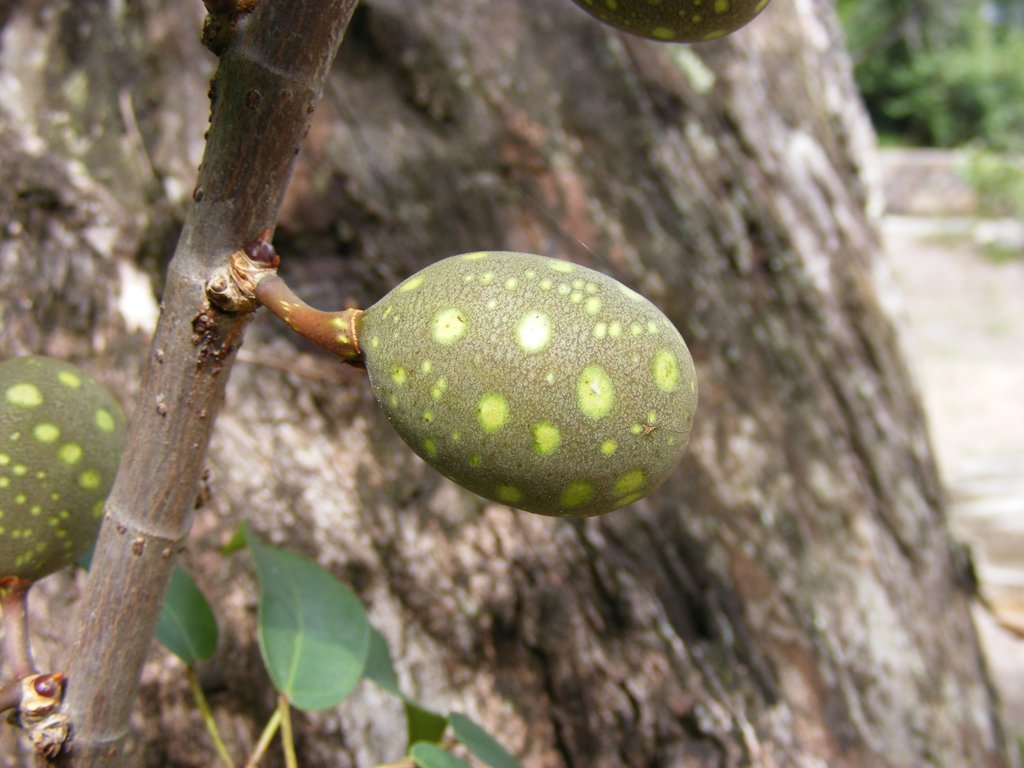 Ficus ottoniifolia subsp. macrosyce