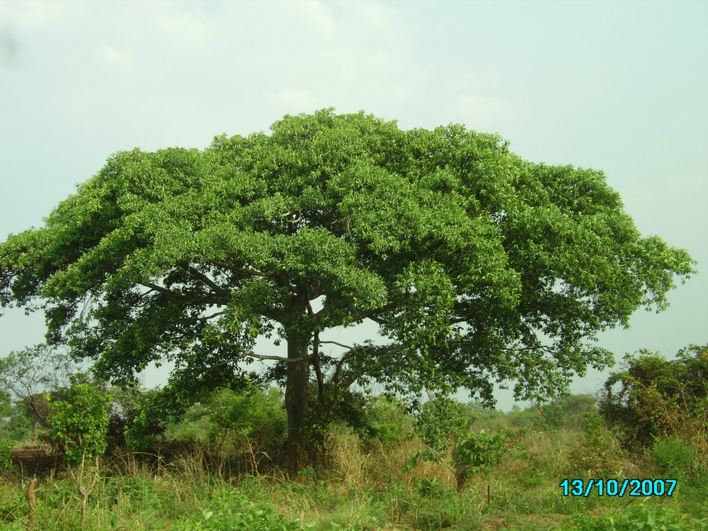 Ficus usambarensis