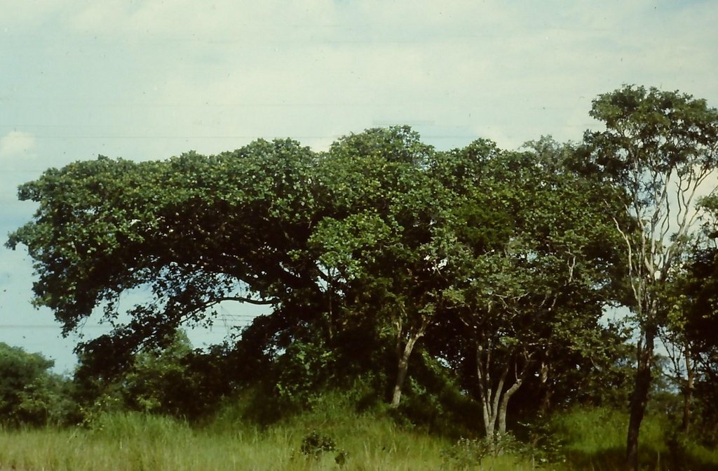 Ficus wakefieldii