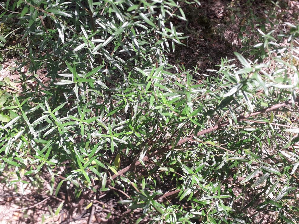 Alvesia rosmarinifolia