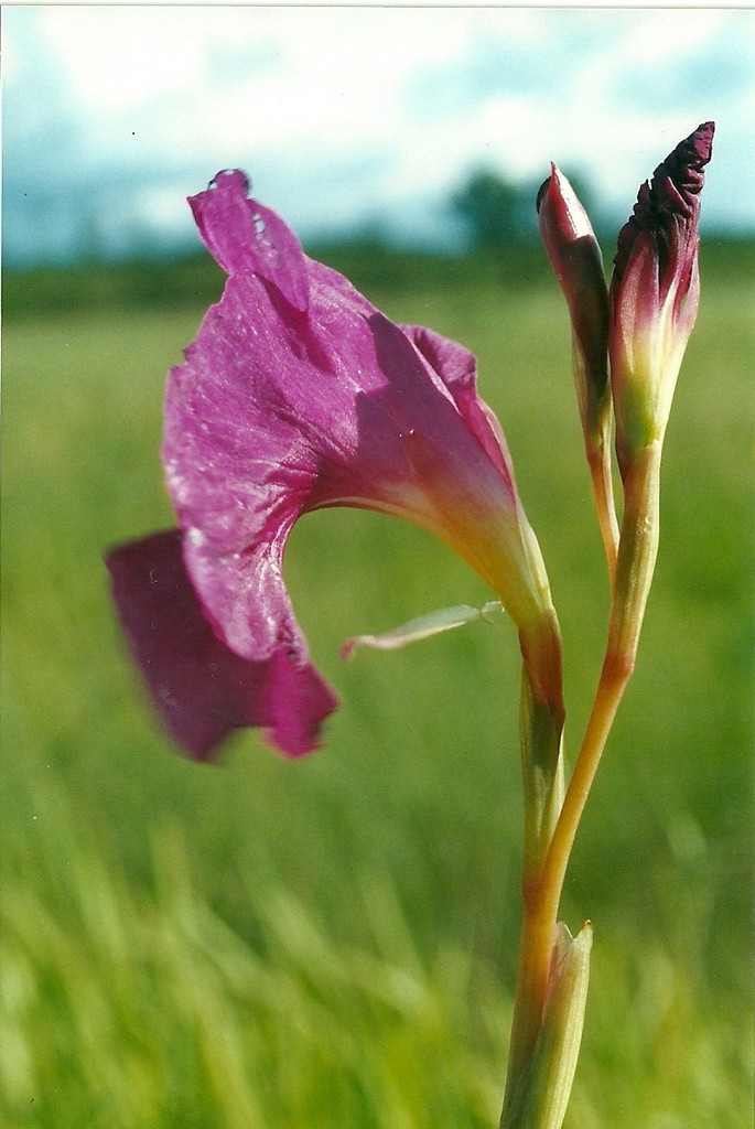 Siphonochilus pleianthus