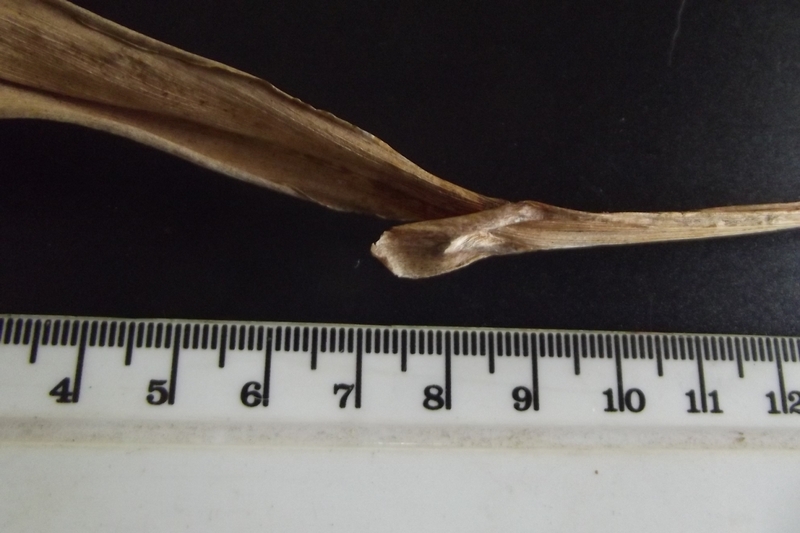 Siphonochilus rhodesicus