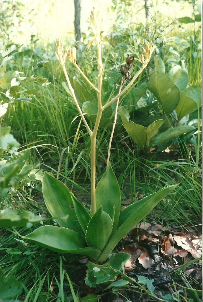 Aloe bulbicaulis